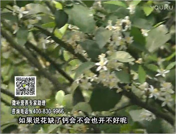 珠江臺(tái)搖錢樹(shù)：柑橘淋微補(bǔ)根力鈣+精力，促根壯春梢，花壯利坐果