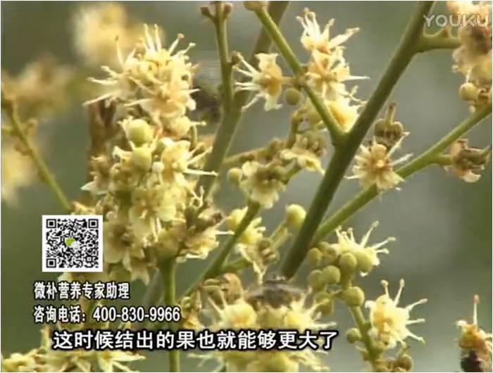 珠江臺搖錢樹：龍眼淋沖微補根力鈣+沖力鎂，促根保樹