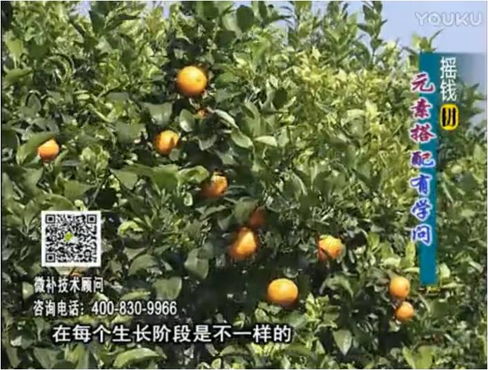20170306珠江臺(tái)搖錢樹(shù)：柑橘淋沖微補(bǔ)方案，針對(duì)不同需求正確補(bǔ)充元素，平衡營(yíng)養(yǎng)健壯長(zhǎng)