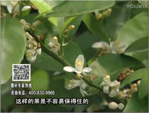 20170313珠江臺(tái)搖錢樹(shù)：柑橘淋沖微補(bǔ)根力鈣+精力，噴微補(bǔ)花力+硼力，來(lái)花健壯，預(yù)防減少弱花畸形花
