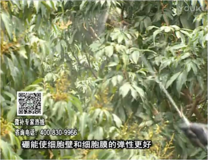20170313珠江臺搖錢樹：荔枝噴微補果力+硼力，保果好
