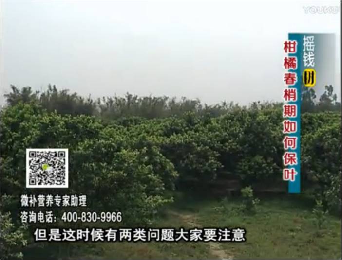 20170327珠江臺(tái)搖錢樹(shù)：柑橘預(yù)防春梢不轉(zhuǎn)綠，撒微補(bǔ)倍力、淋沖力鎂