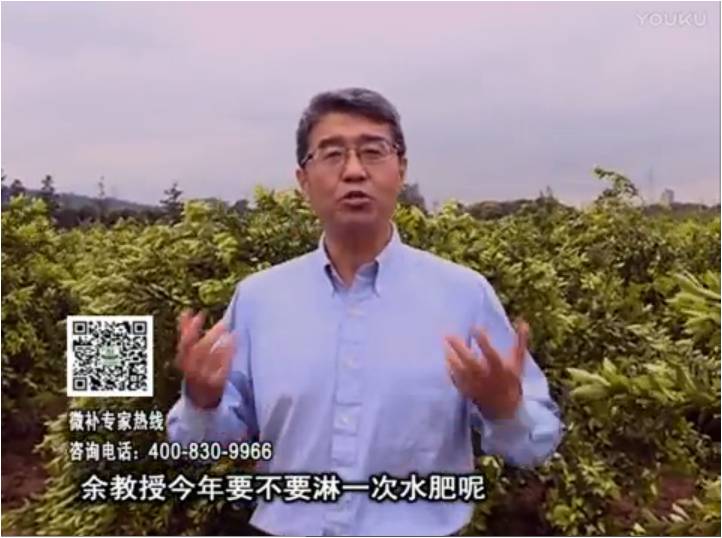 20170424珠江臺(tái)搖錢樹：柑橘樹弱保果難度大，淋沖微補(bǔ)根力鈣+精力+精華粉，保樹保果好