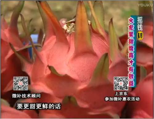 20170417珠江臺搖錢樹：火龍果用微補方案，開花坐果好，提高品質