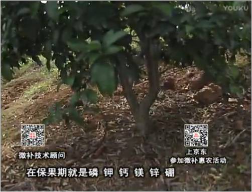 20170417珠江臺(tái)搖錢樹：柑橘噴施微補(bǔ)果力+硼力+精華粉，保果好，果青綠