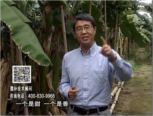 20170327珠江臺搖錢樹：香蕉噴施微補果力+碧力+壯力、撒微補倍力，提高品質、同時減肥提產