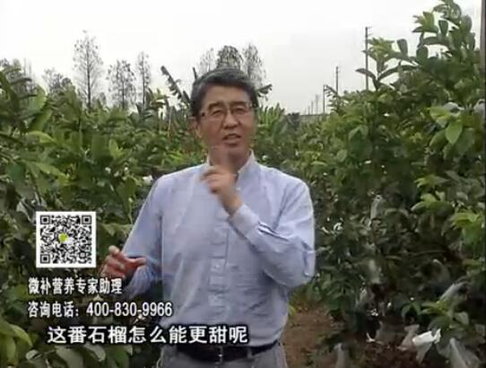 20170327珠江臺搖錢樹：番石榴噴施微補果力+壯力，補充磷鉀鈣鎂等，促進果甜品質高