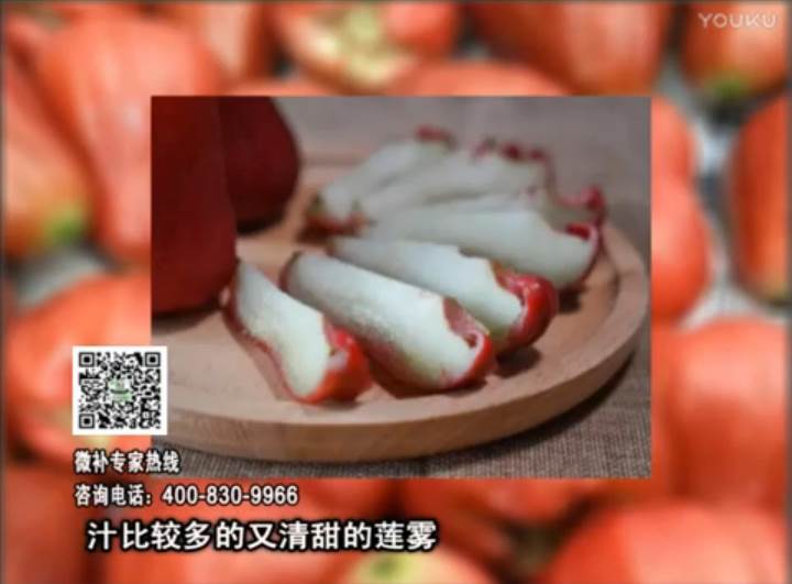20170424珠江臺搖錢樹：蓮霧淋沖微補水肥，壯長、提高果實品質賣價