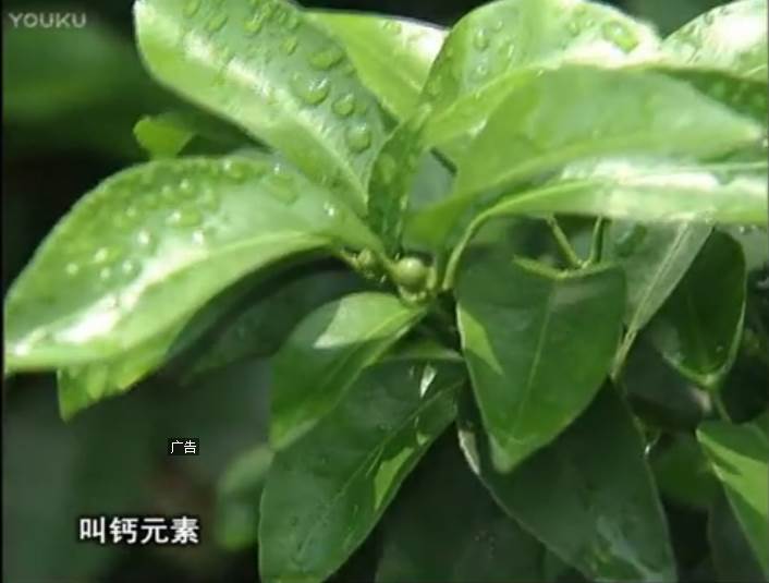 20170508珠江臺(tái)搖錢樹：柑橘澆施微補(bǔ)根力鈣，補(bǔ)鈣，促根健壯長(zhǎng)勢(shì)