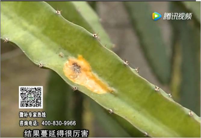 20170522珠江臺搖錢樹：火龍果爛葉病多怎么辦？