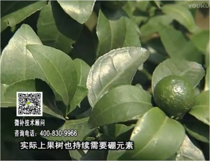 20170529珠江臺(tái)搖錢樹：貢柑蜜柚噴施微補(bǔ)蓋力+硼力，預(yù)防減少缺硼鈣裂果
