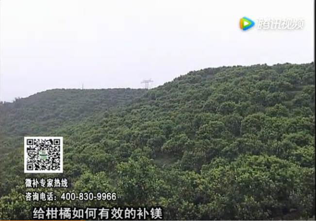 20170522珠江臺(tái)搖錢樹：柑橘落果黃葉是缺鎂？