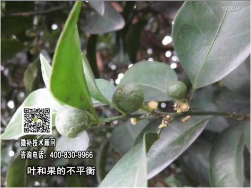 20170501珠江臺(tái)搖錢樹：柑橘噴施微補(bǔ)果力+碧力、淋根力鈣+沖力鎂，穩(wěn)果少落果，促根壯長(zhǎng)勢(shì)