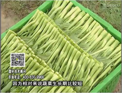 20170306珠江臺搖錢樹：蔬菜澆施微補根力鈣+精力，提高蔬菜長勢，減少病害，提高收益