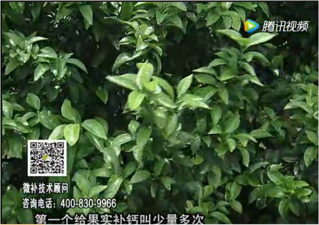 20170605珠江臺(tái)搖錢樹：柑橘果實(shí)補(bǔ)鈣如何做？