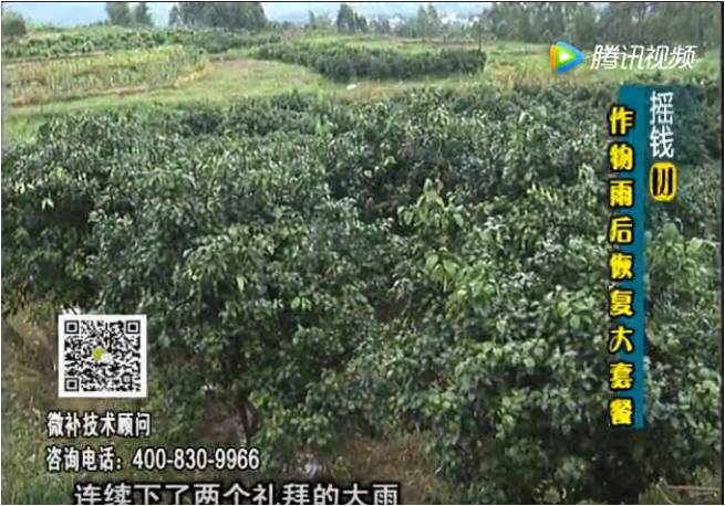 20170626珠江臺(tái)搖錢樹：果樹蔬菜長(zhǎng)勢(shì)弱落果？