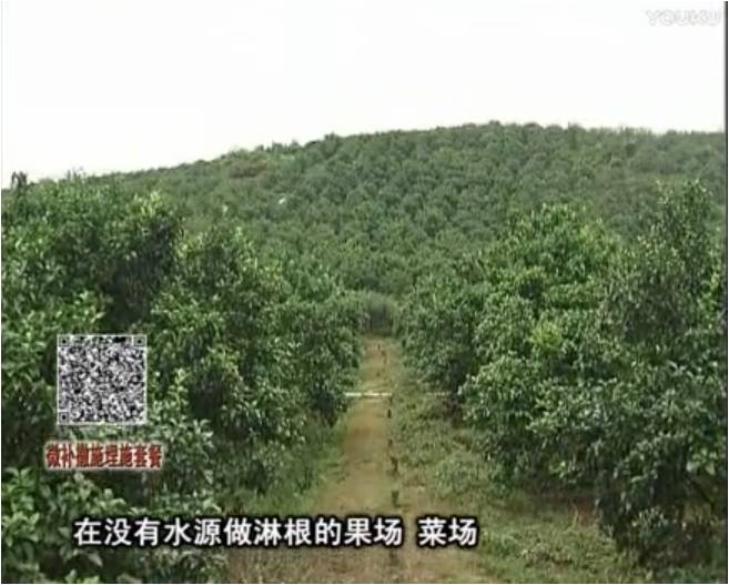 20170703珠江臺(tái)搖錢樹：雨水多樹勢(shì)弱，撒施因迪樂調(diào)酸促根壯長(zhǎng)勢(shì)