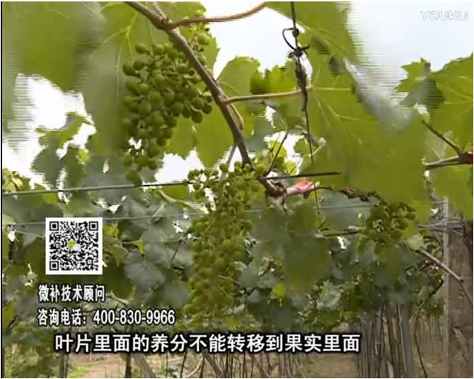 20170717珠江臺(tái)搖錢樹：果實(shí)補(bǔ)鈣充足，噴施螯合鈣+精華液+保葉素，品質(zhì)高、耐存儲(chǔ)