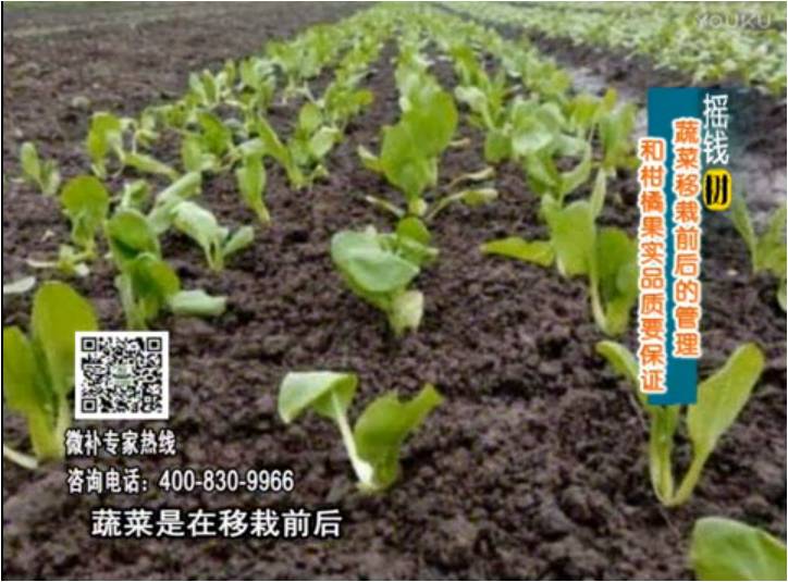 20170814珠江臺搖錢樹：蔬菜澆施微補，調(diào)酸促根，健壯長勢