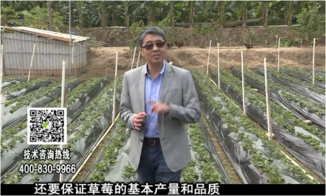 20180108珠江臺搖錢樹：草莓苗弱膨果增甜如何做？