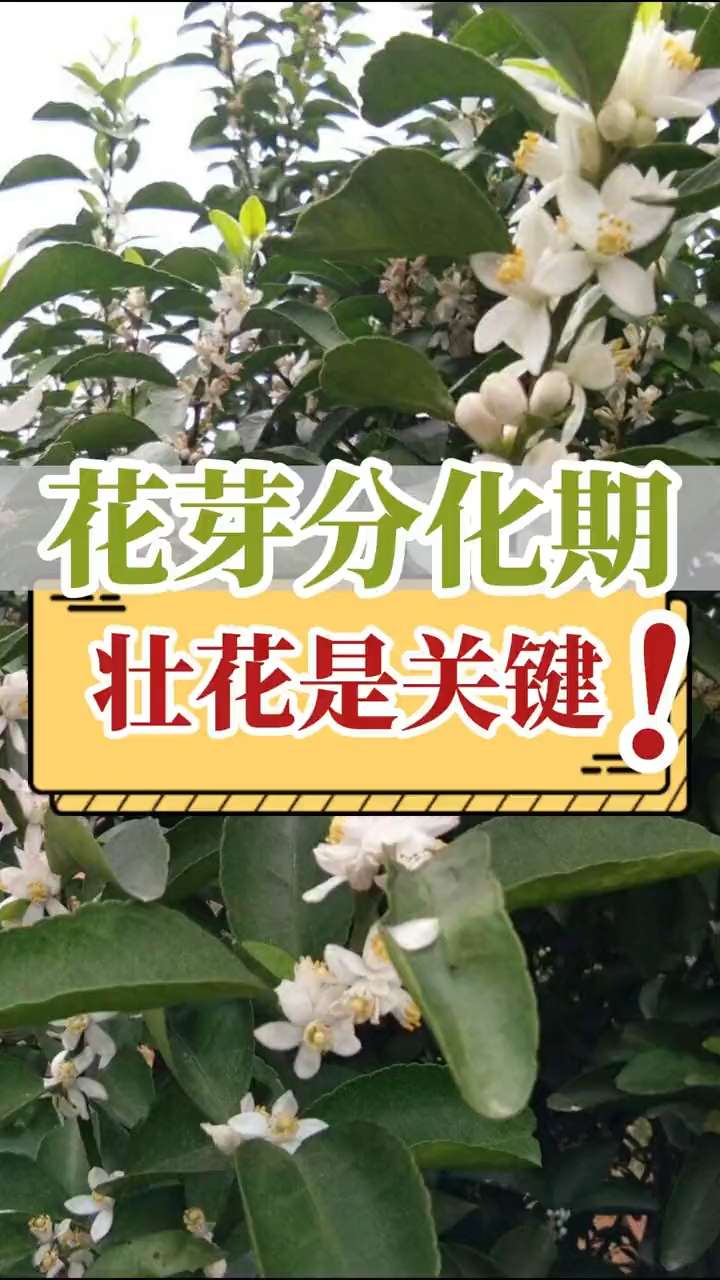 花芽分化期，壯花是關鍵！
